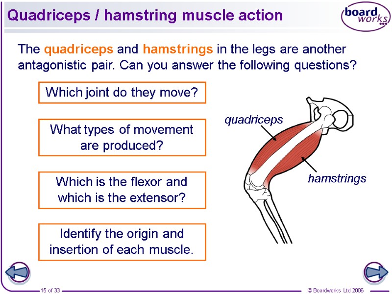 Quadriceps / hamstring muscle action The quadriceps and hamstrings in the legs are another